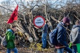 Co roku Kraków traci setki drzew! Choć i tak jest lepiej niż kilka lat temu, gdy znikały ich tysiące. Urząd chwali się też, że sadzi nowe