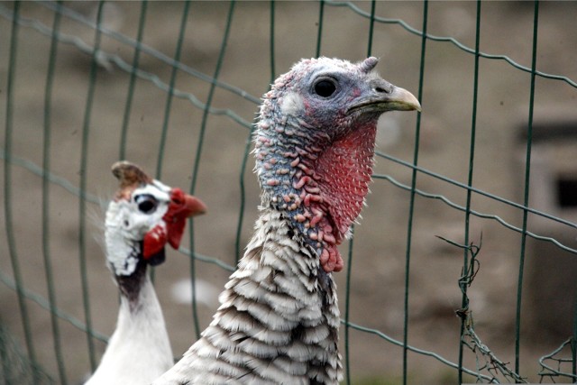 Według danych MRiRW w 2017 r. przeciętna cena skupu indyków wyniosła 5,07 zł/kg, wobec 5,17 zł/kg w 2016 r.