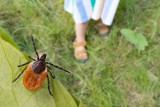 Lato, lato, lato czeka, razem z latem czekają lasy i łąki. Wszystkie pełne kleszczy. Co trzeba wiedzieć o boreliozie?