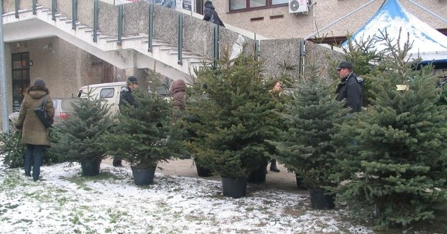 Sprzedaż choinek w sąsiedztwie Tarnobrzeskiej Spółdzielni Mieszkaniowej, to jedno z kilku miejsc w Tarnobrzegu, gdzie można kupić żywe drzewko świąteczne.
