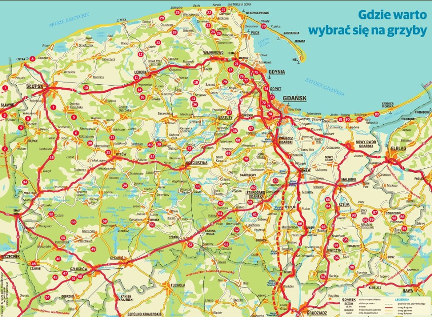 GRZYBY 2020 MAPA. Gdzie są grzyby w lasach woj. pomorskiego?