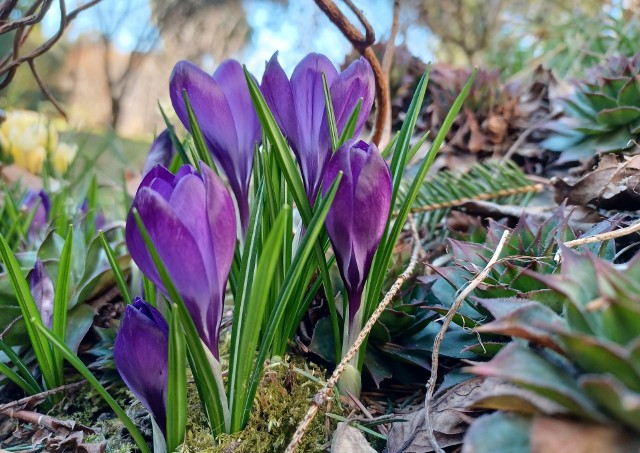 W marcu możemy już cieszyć się pierwszymi kwiatami, ale to też początek intensywnych prac ogrodowych.