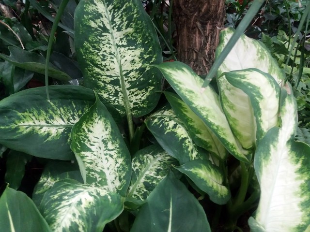 Difenbachie mają dekoracyjne, zielono-białe liście. Uprawiając te rośliny trzeba uważać na bezpośredni kontakt z ich sokiem, który jest silnie drażniący.