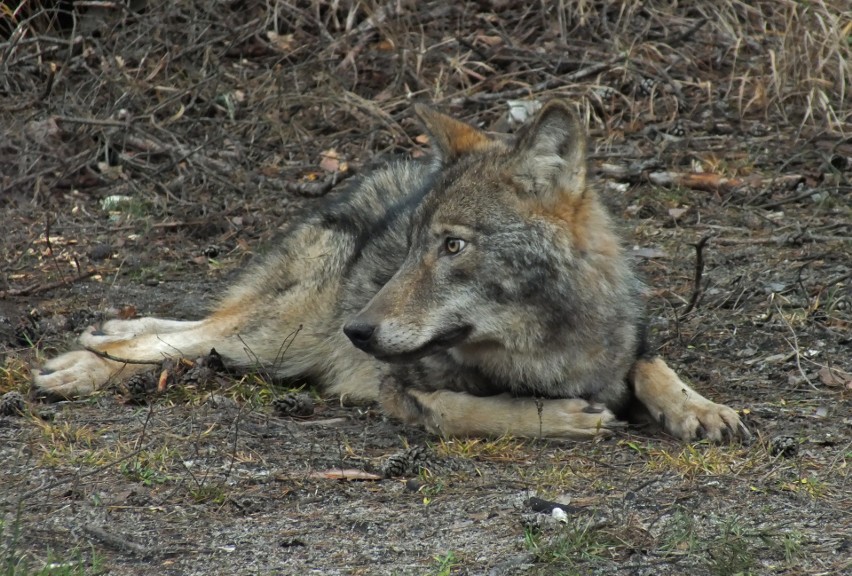 W regionach świętokrzyskim i radomskim wilków jeszcze przybędzie. Fundacja Save Wildlife przygotowała raport 