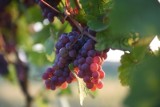 Trwa winobranie. Które winogrona na wino, a które na przekąskę? Uprawę owoców można zacząć nawet na balkonie