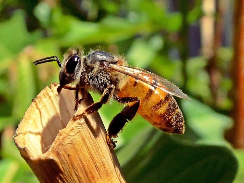Baw się i pomagaj pszczołom, czyli Wielki Dzień Pszczół WIDEO+ZDJĘCIA