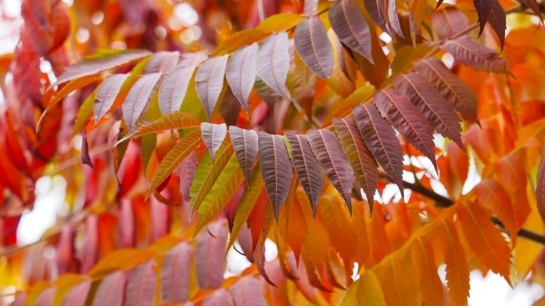 Jesienią liście sumaka pięknie się przebarwiają - od jasno...