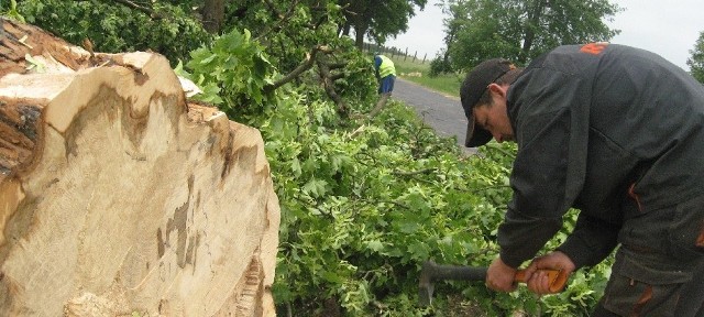 Między Rzepinem i Cybinką usuwane są setki drzew z pobocza drogi, bo będzie ona wkrótce poszerzana