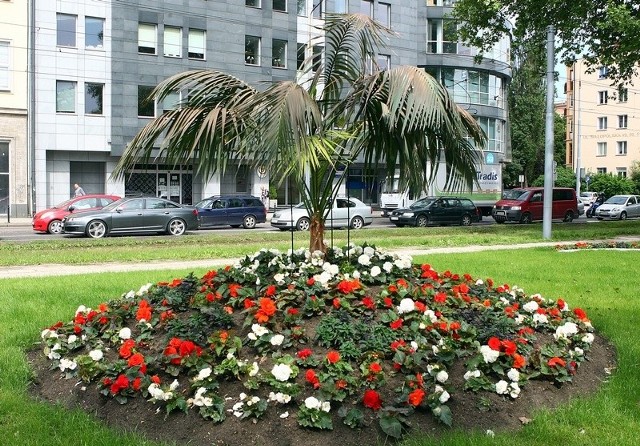 Słynna palma na pl. Hołdu Pruskiego w Szczecinie.