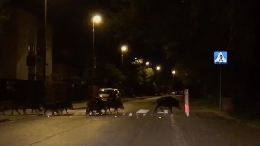 Kraków. Dziki czują się coraz swobodniej w mieście. Tym razem przyłapano niewielkie stado w Łagiewnikach [WIDEO]