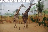 Żyrafy z zamojskiego zoo strzeliły focha? Nie chcą wyjść na wybieg