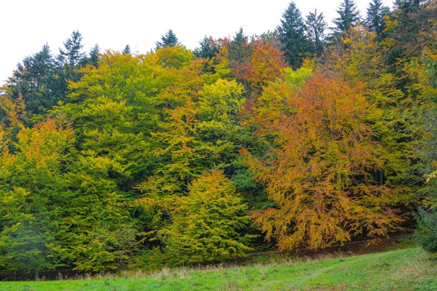 Zakopane. Piękna jesień w Tatrach, zobaczcie te widoki na naszych zdjęciach