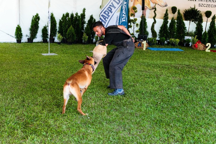 Międzynarodowa Wystawa Psów Rasowych w Szczecinie: Psy wszystkich ras można było podziwiać na lotnisku w Dąbiu