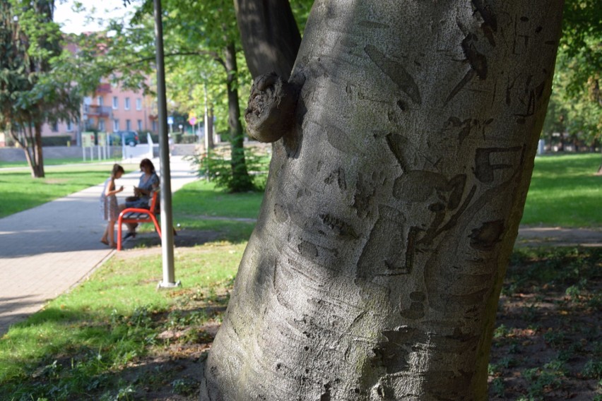 Park Dzierżona w Kluczborku