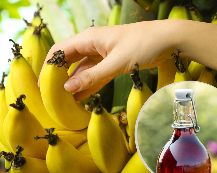Do nalewki z bananów warto wybrać dojrzałe owoce o żółtej...