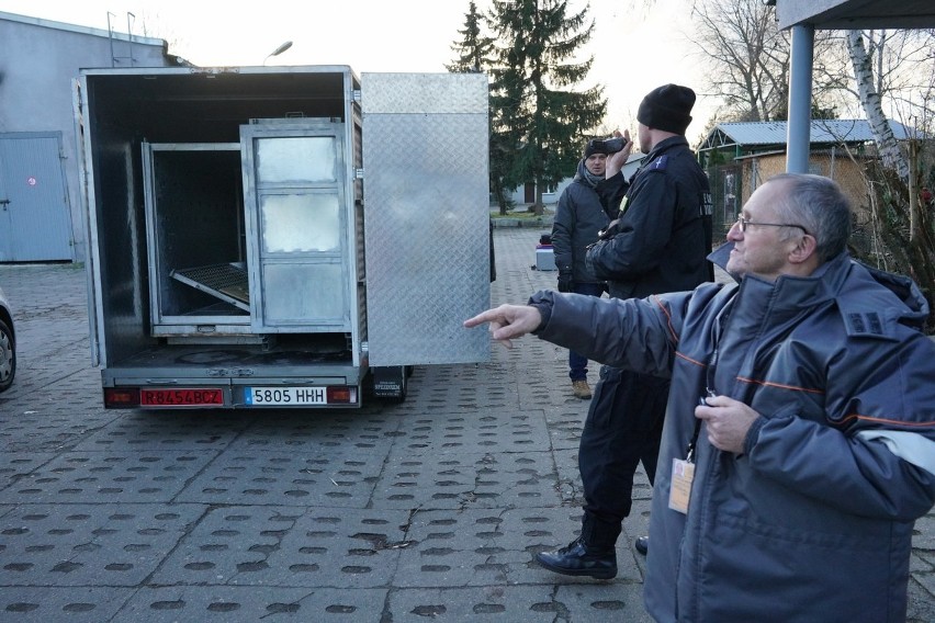 Pięć tygrysów, które ocalały z transportu z Włoch do Rosji,...