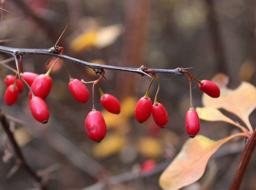 Owoce berberysu pojawiają się na gałązkach krzewu jesienią....