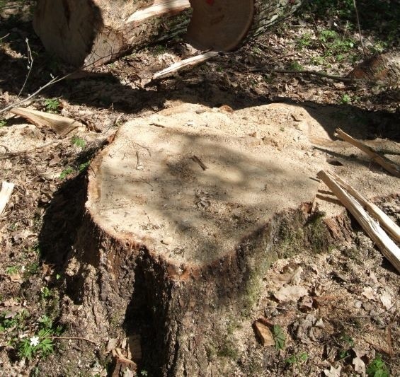 W sumie 980 drzew zniknie z Parku Zwierzynieckiego w Białymstoku oraz z pobliskich działek. W zamian posadzona będzie nowa zieleń - ponad 4,6 tys. roślin