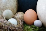 Sezon na jaja w gdańskim zoo. Ptaki już wysiadują potomstwo [ZDJĘCIA]