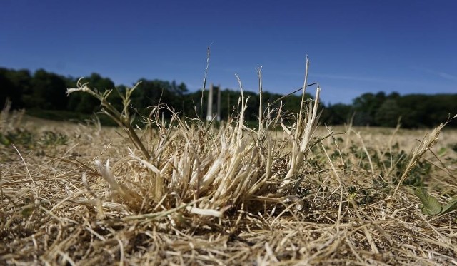 Trwa szacowanie strat w rolnictwie spowodowanych przez suszę