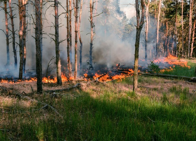 Państwowa Straż Pożarna ostrzega przed zwiększonym ryzykiem pożarów w lesie. Winna pogoda - będzie ciepło i bez deszczu.