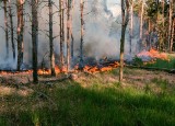PSP ostrzega: wzrost temperatury oraz brak opadów spowoduje w tym tygodniu wzrost zagrożenia pożarowego w lasach
