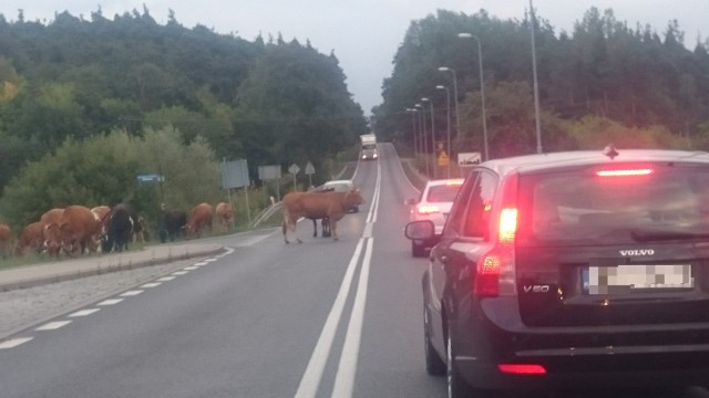 Stadko krów na ulicy Pilskiej