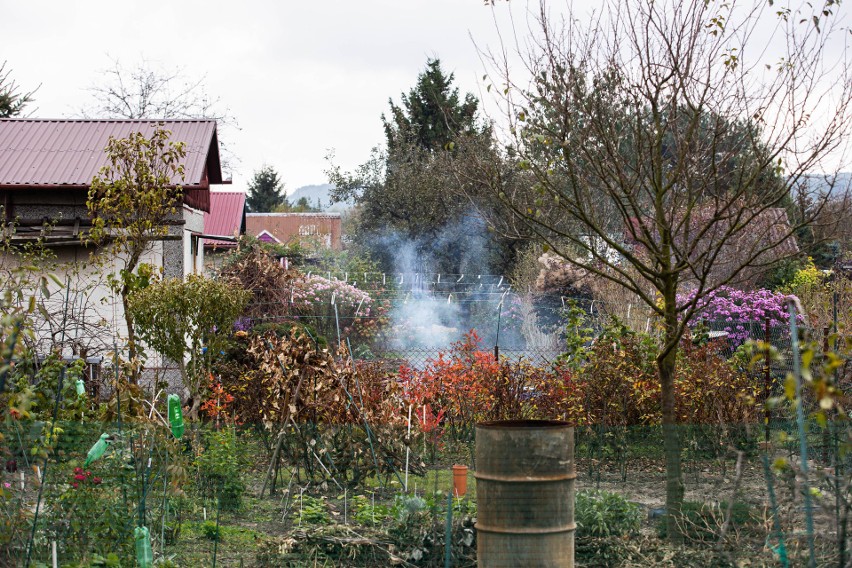 Znów palą liście w ogrodach działkowych w Rzeszowie. Coraz więcej interwencji straży miejskiej, 33 mandaty. Nawet 500 zł kary