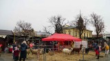 Nowy Targ. Na Rynku wystartował Jarmark Bożonarodzeniowy. Są ozdoby świąteczne, pyszności, a dla najmłodszych... alpaki ZDJĘCIA