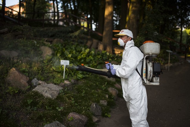 Od kilku lat miasto wypowiada na wiosnę walkę meszkom