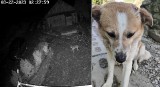 Wilki atakują psy w gminie Nozdrzec. Reks z Wesołej miał szczęście [WIDEO Z MONITORINGU]
