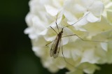 Komary w ogrodzie - jak z nimi walczyć