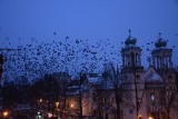 Częstochowa. Sceny jak z filmu Hitchcocka! Setki ptaków obsiadły kościół i bloki. Zobaczcie film naszego Czytelnika