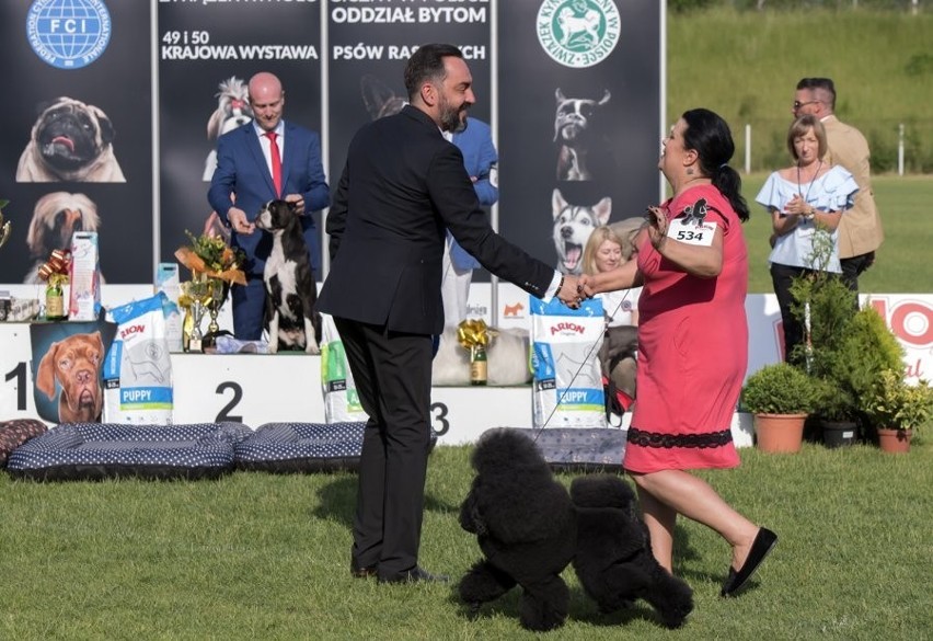 Wystawa psów w Bytomiu: 600 pupili z rodowodem w Szombierkach ZDJĘCIA