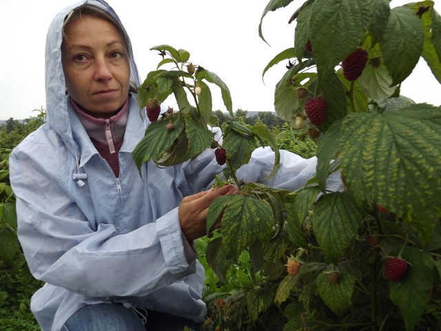 Aneta Tajak w sezonie spędza na plantacji większą część doby. Zebrane owoce trzeba zważyć i dostarczyć do skupu w Jaśle