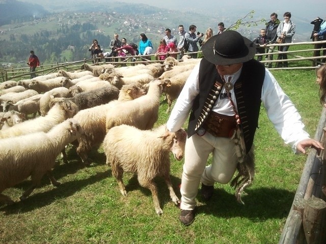 Miyszani owiec w Koniakowie