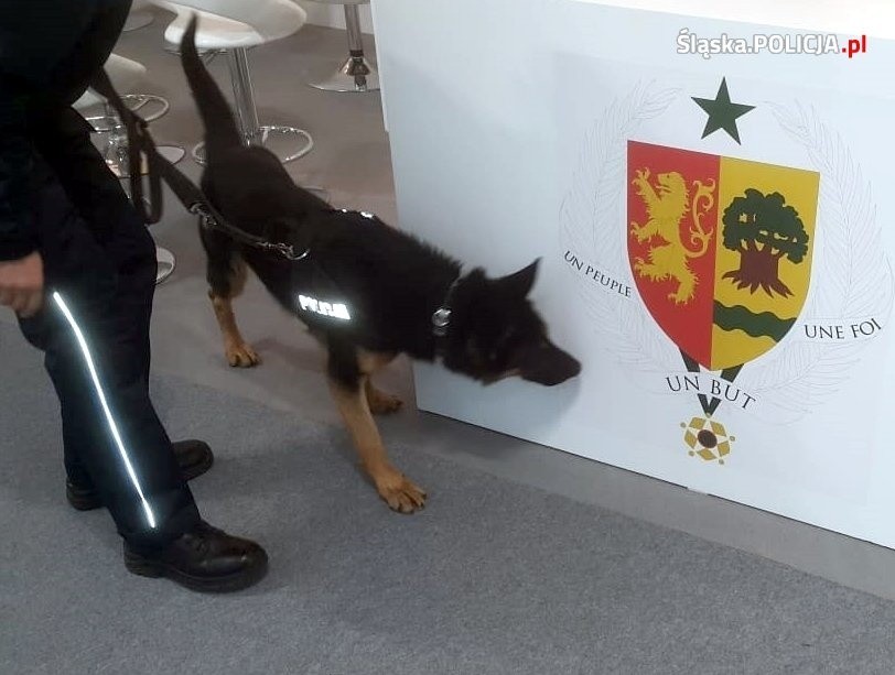 Policja wraz z psami, które są specjalnie wyszkolone do...