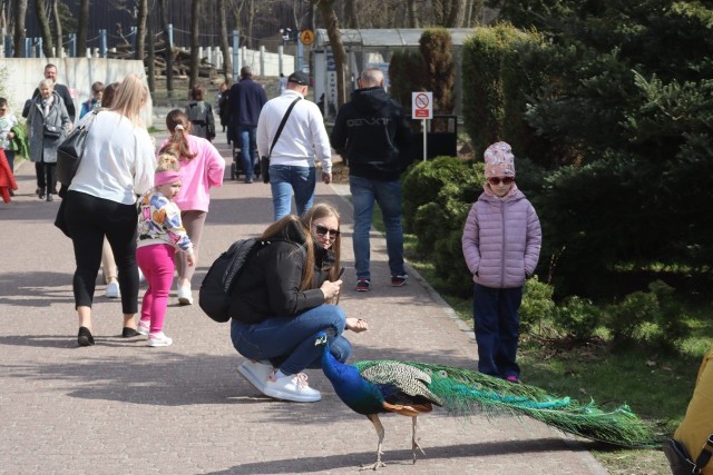 Wielu mieszkańców Łodzi w słoneczny dzień wybrało się na spacer po zoo i Orientarium