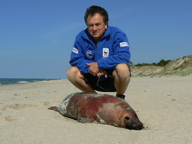 Ryszard Nasiadko przy zdechłej foce, znalezionej na poligonie, na zachód od Ustki. 