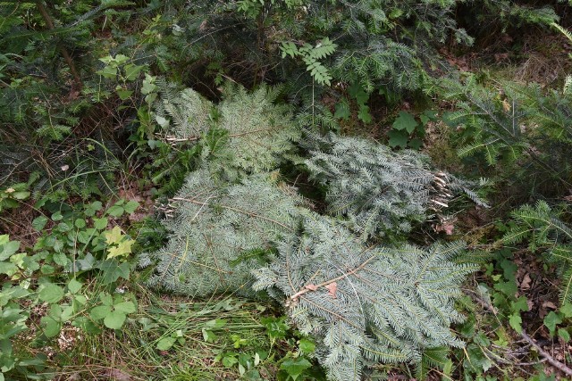 Zniszczone zostały młode nasadzenia jodły. Cała uprawa została ogołocona z gałązek.