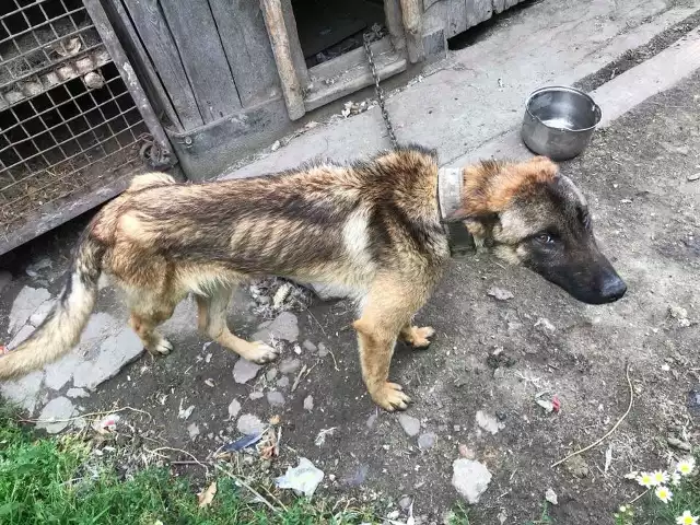 Borys jest wycieńczony od głodu i bicia.