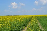 Ile gospodarstw w Polsce ma ponad 500 ha? Najnowsze dane o rolnictwie