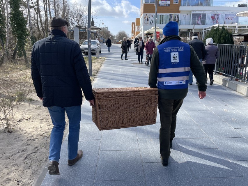 Wyziębiona foczka na świnoujskiej plaży. Dostała imię „Sopelek” i dochodzi do siebie na Helu