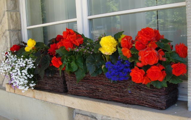 Zobacz, jakie rośliny posadzić na balkonie lub parapecie w cieniu. Przejdź do kolejnych zdjęć, użyj strzałki lub przycisku NASTĘPNE.