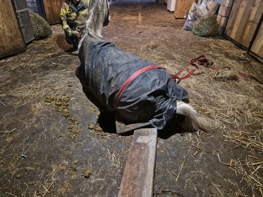 Nietypowa akcja ratunkowa pod Krakowem. Strażacy ratowali konia, któremu noga wpadła do studzienki kanalizacyjnej