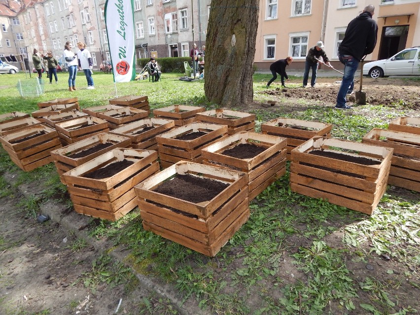 To pierwszy taki ogród w Lubuskiem! Zrobili go sąsiedzi z Zakanala w Gorzowie [ZDJĘCIA]