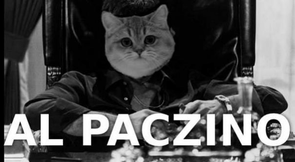 Kot Paczacz zainspirował internautów do stworzenia wielu...