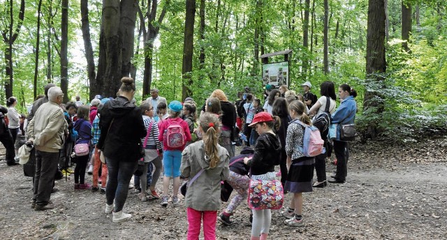 Krakowskie lasy i zadrzewienia stanowią jedynie 5,3 procent powierzchni miasta
