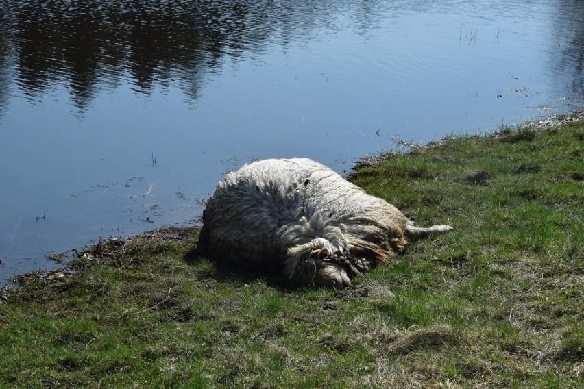 Wilki zagryzły owce w Dolsku