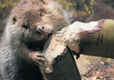 Mieszkańcy gmin Zator i Kalwaria Zebrzydowska apelują o usunięcie bobrów. Ich tamy czynią szkody na polach i w gospodarstwach